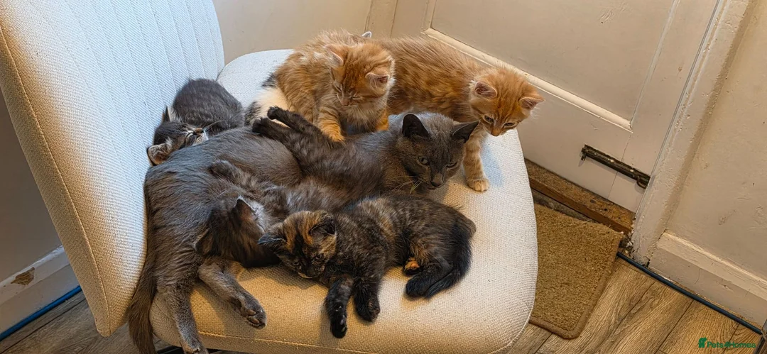 Mixed Breed cats for sale: Maine coon kittens available in Peterborough - Advert 2