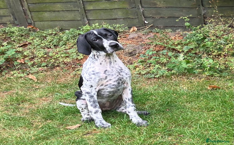 Pointer dogs - Advert 1