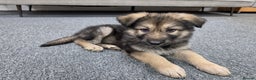 German Shepherd dogs for sale: German Shepered Longhaired Girl Large - Advert 2