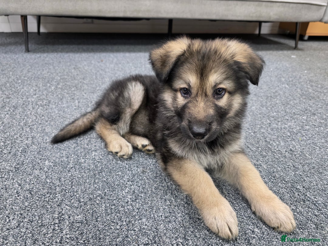 German Shepherd dogs for sale: German Shepered Longhaired Girl Large - Advert 2