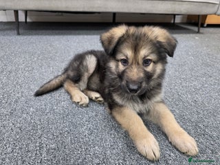 German Shepherd dogs German Shepered Longhaired Girl Large - Advert 1