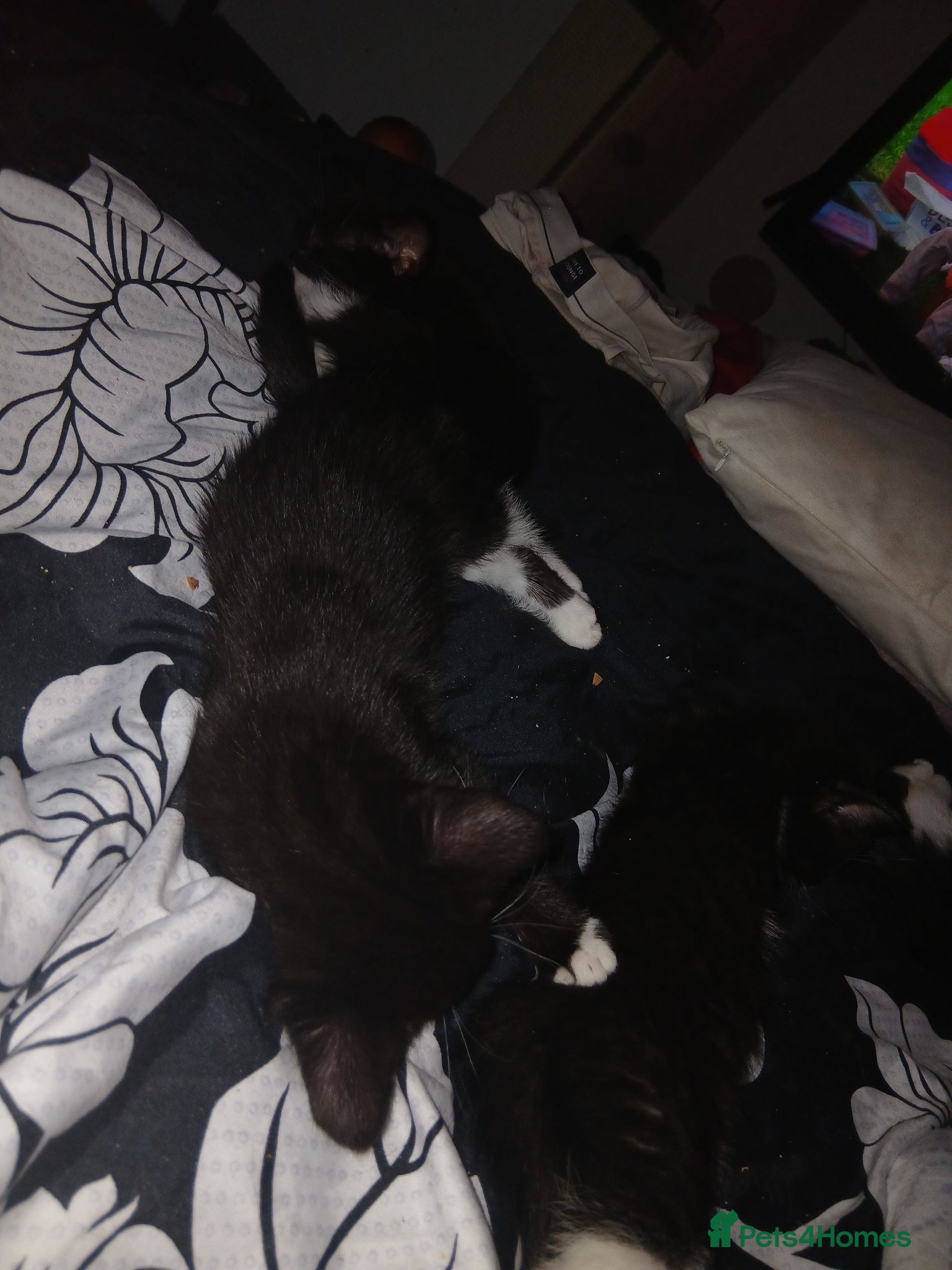 Mixed Breed cats Female kittens  - Advert 18
