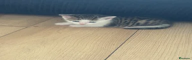 Sandy Jr