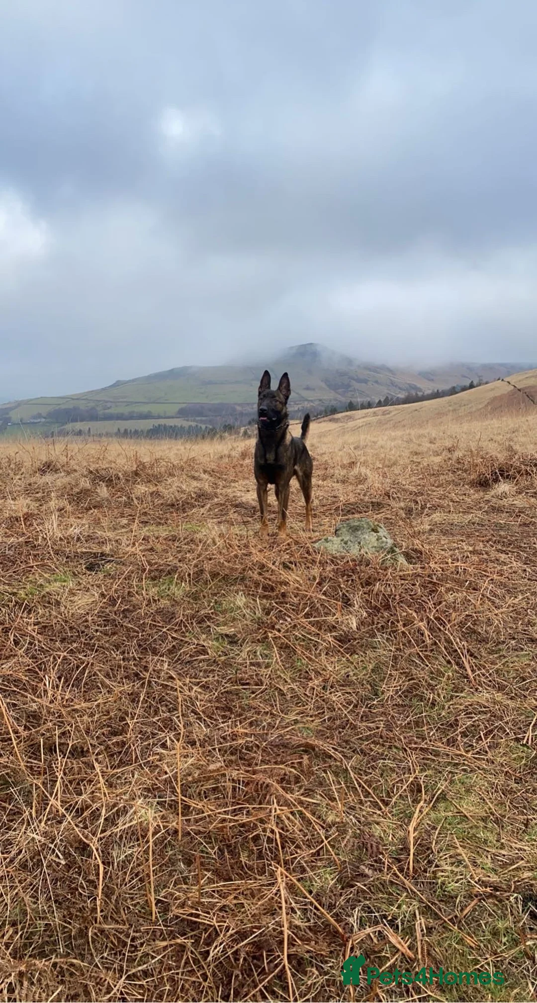 Belgian Shepherd Dog dogs for stud: SERIOUS SIRUS  - Advert 9