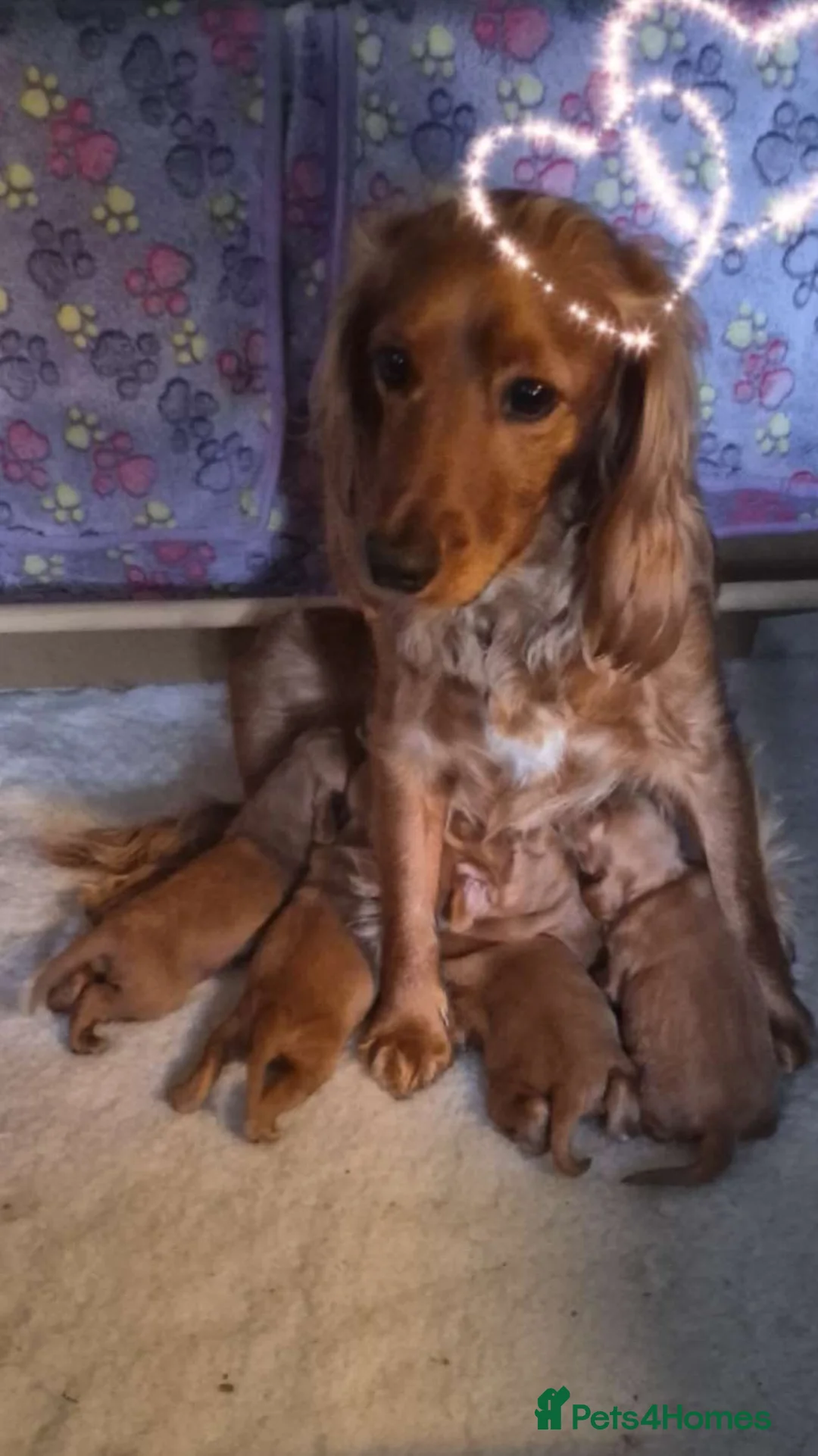 Cocker Spaniel dogs for sale: Beautiful Cocker Spaniels  - Advert 1