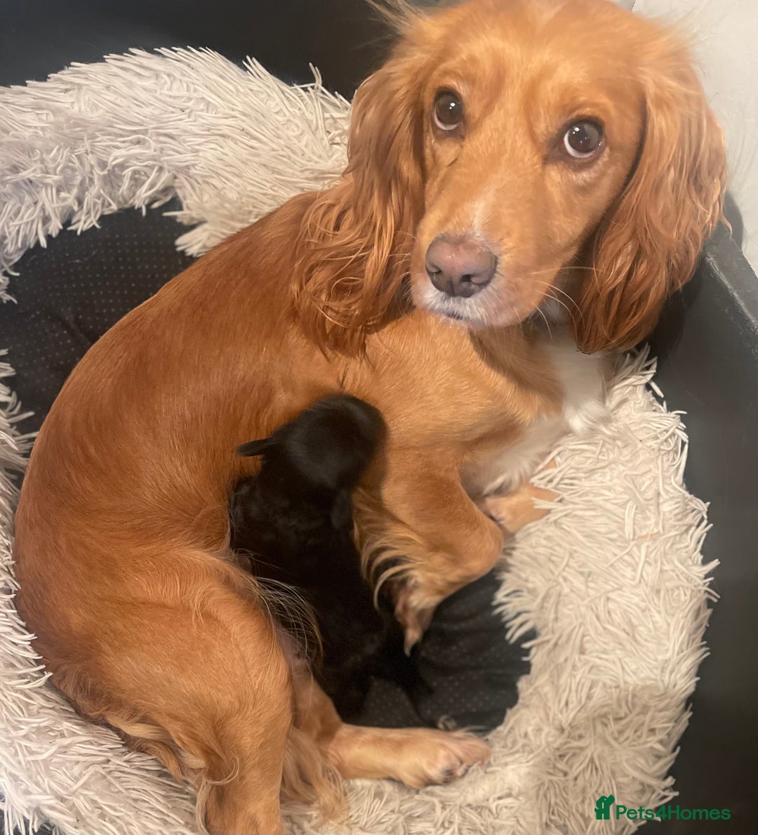 Cocker Spaniel dogs for sale: Beautiful Black Cocker Spaniel Girl - Advert 2