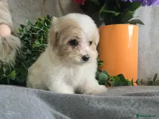 Miniature Poodle dogs for sale: Very small harlequin miniature poodles - Advert 1