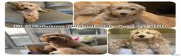 Goldendoodle dogs for sale: F1 Miniature Goldendoodle's 100% DNA Health-Tested - Advert 16