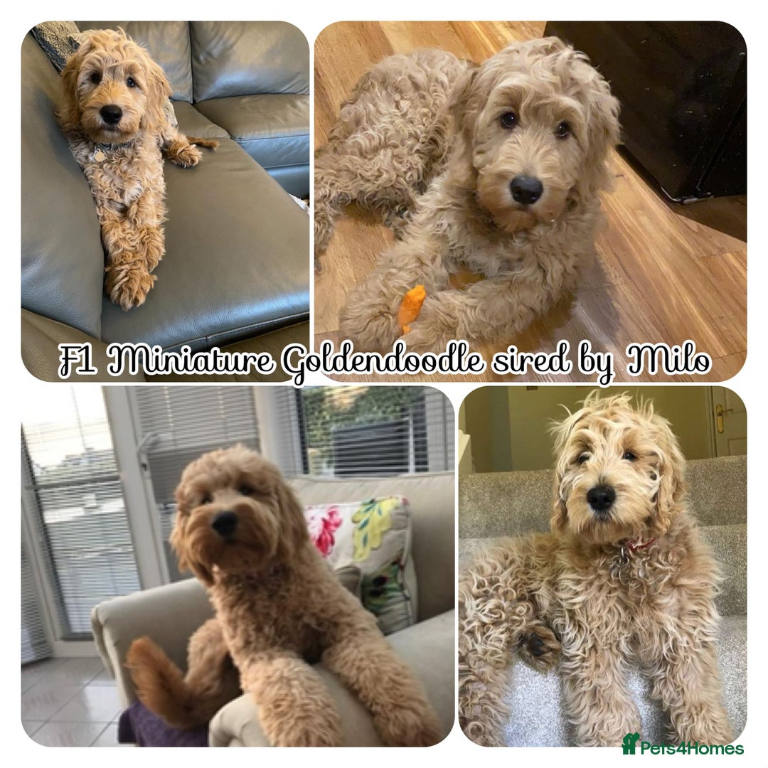 Goldendoodle dogs for sale: F1 Miniature Goldendoodle's 100% DNA Health-Tested - Advert 16