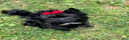 Yorkshire Terrier dogs for stud: Black Yorkshire Terrier Stud - Advert 5