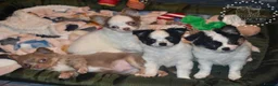 Chihuahua dogs for sale: Long coat chihuahua puppies  - Advert 2