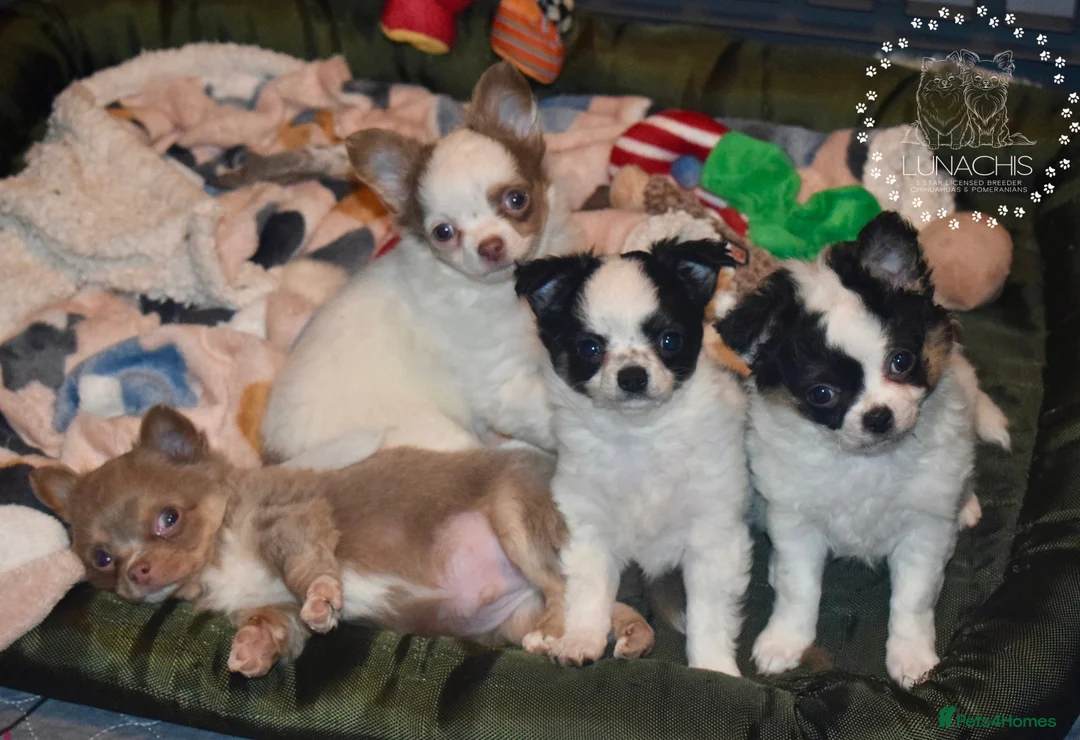 Chihuahua dogs for sale: Long coat chihuahua puppies  - Advert 2