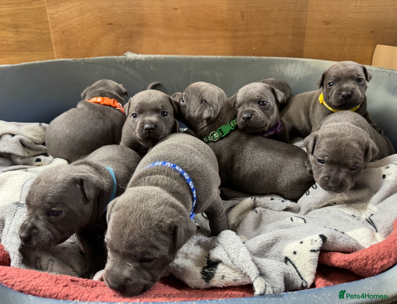 Staffordshire Bull Terrier dogs Blue KC & DNA Staffordshire Bull Terriers - Advert 2