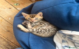 Bengal cats for sale: Beautiful Bengal kitten - Image 5
