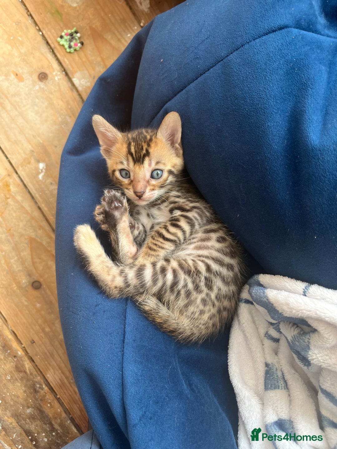 Bengal cats for sale: Beautiful Bengal kitten - Image 5