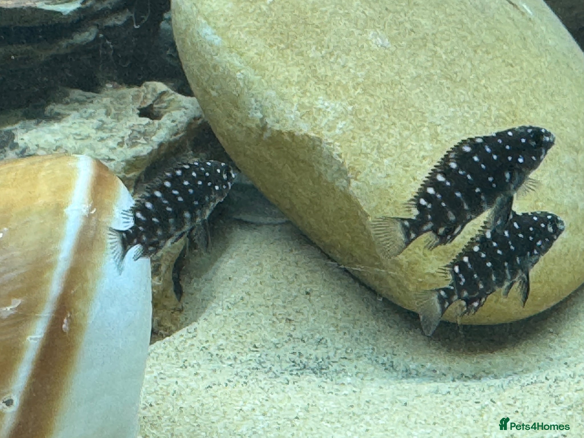 Cichlids fish Duboisi Tropheus Cichlids - from Lake Tanganyika  - Advert 3