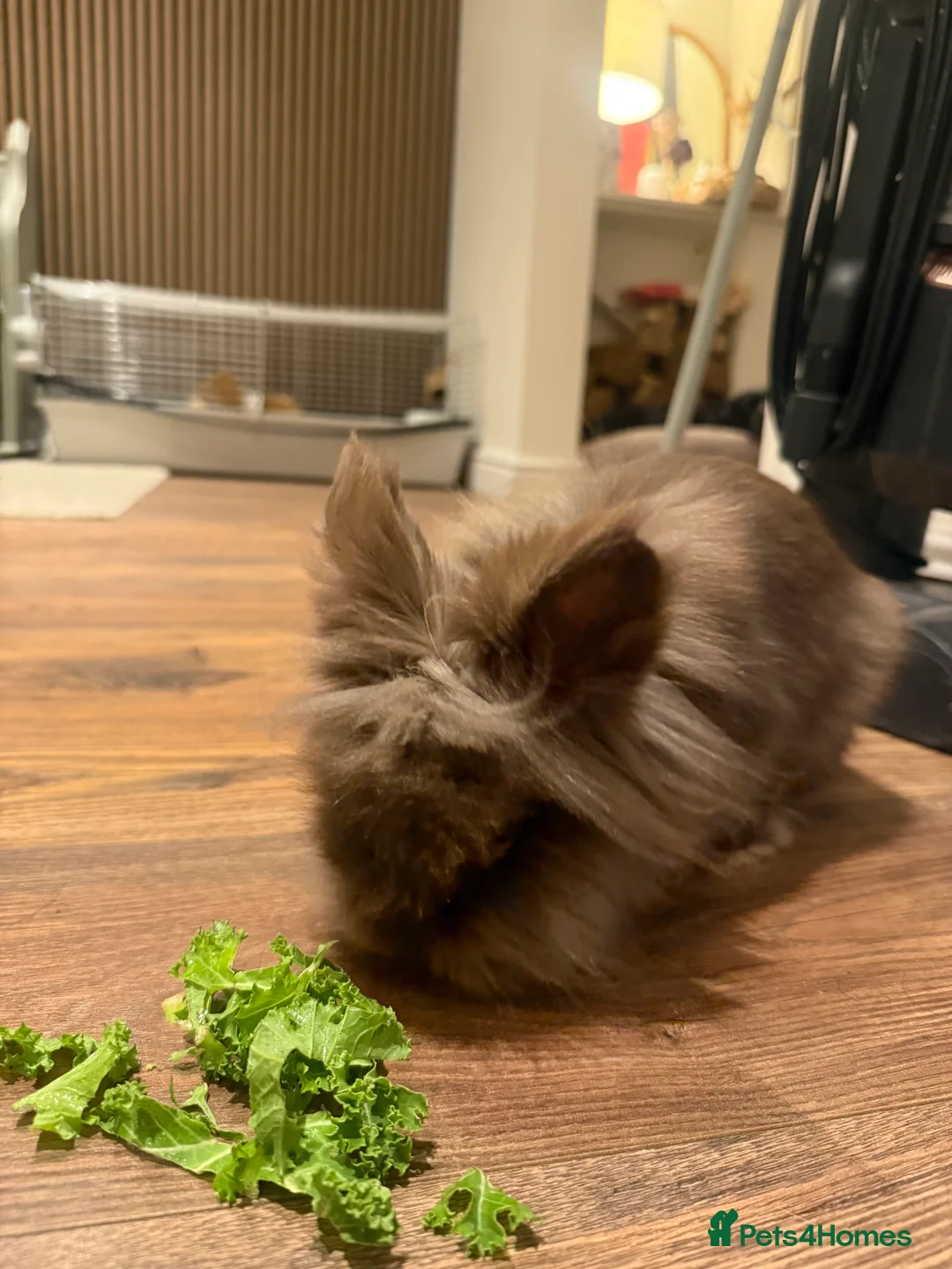 Lionhead rabbits for sale: Lionhead Rabbit - with 2 cages - Advert 6