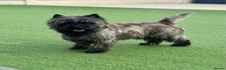 Cairn Terrier dogs for sale: KC pups off Health Tested parents, avail 11th Oct - Advert 10