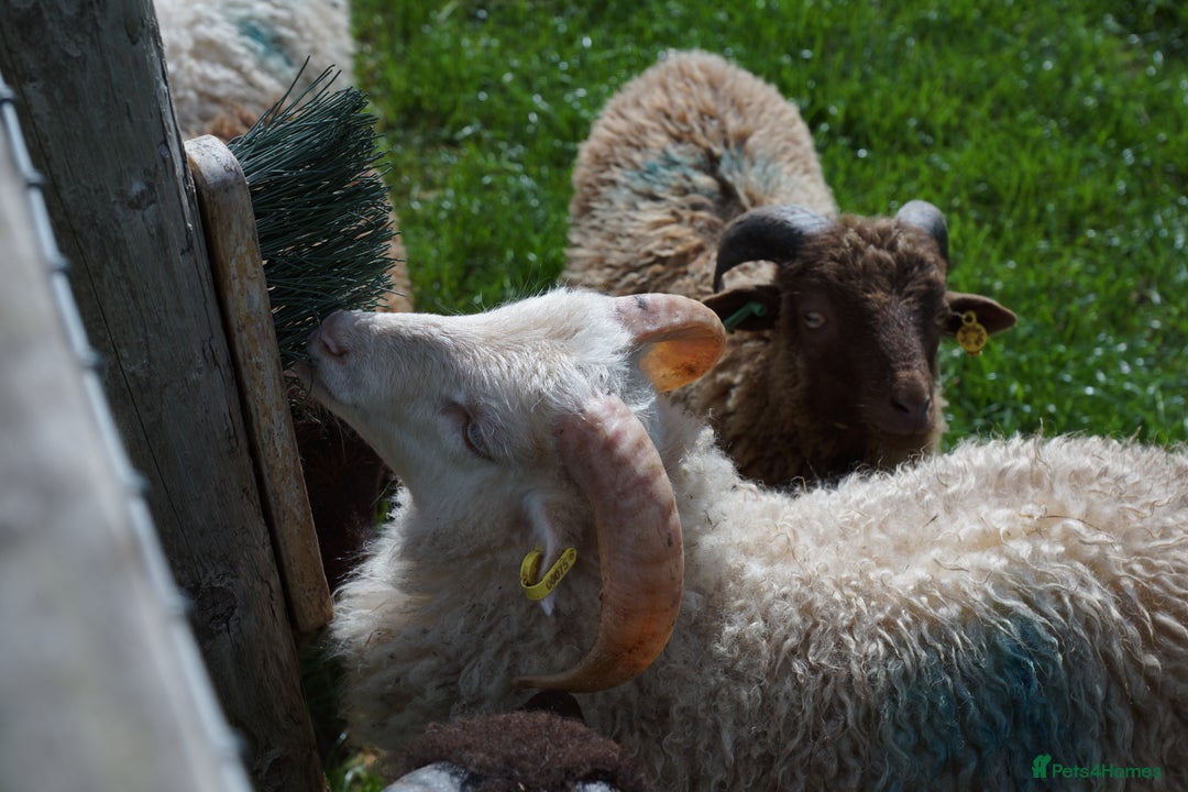 Sheep livestock for sale: 4 Ouessant Wethers Looking For New Home - Image 2