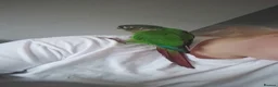 Conures birds for sale: Conure  - Advert 3