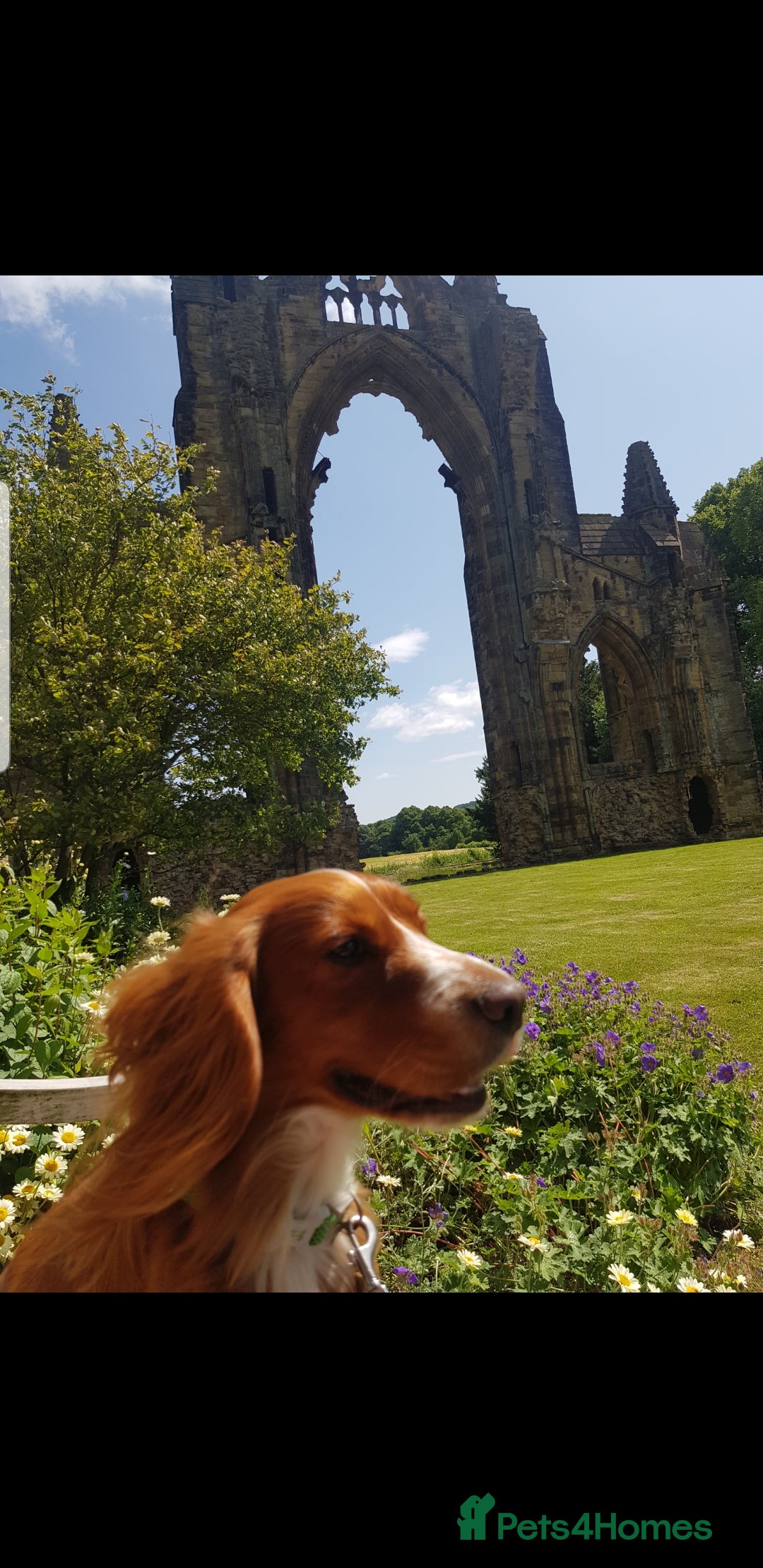 Cocker Spaniel dogs Male 2 year old Cocker Spaniel  - Advert 1