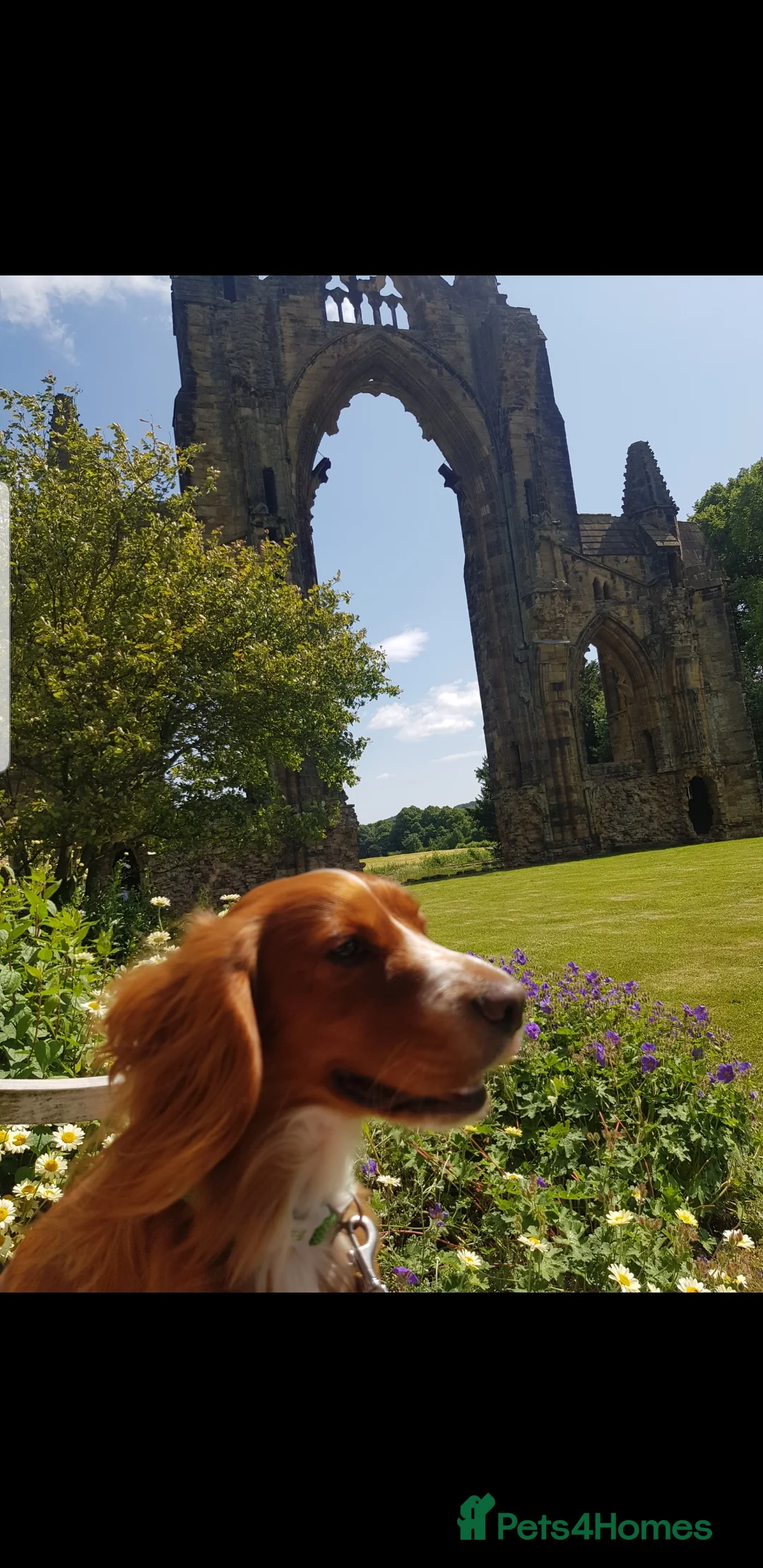 Cocker Spaniel dogs for sale: Male 2 year old Cocker Spaniel  - Advert 1