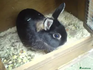 English rabbits 3 rabbits. - Advert 3