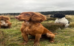 Cocker Spaniel dogs for stud: STUD - Working Cocker Spaniel - Image 3