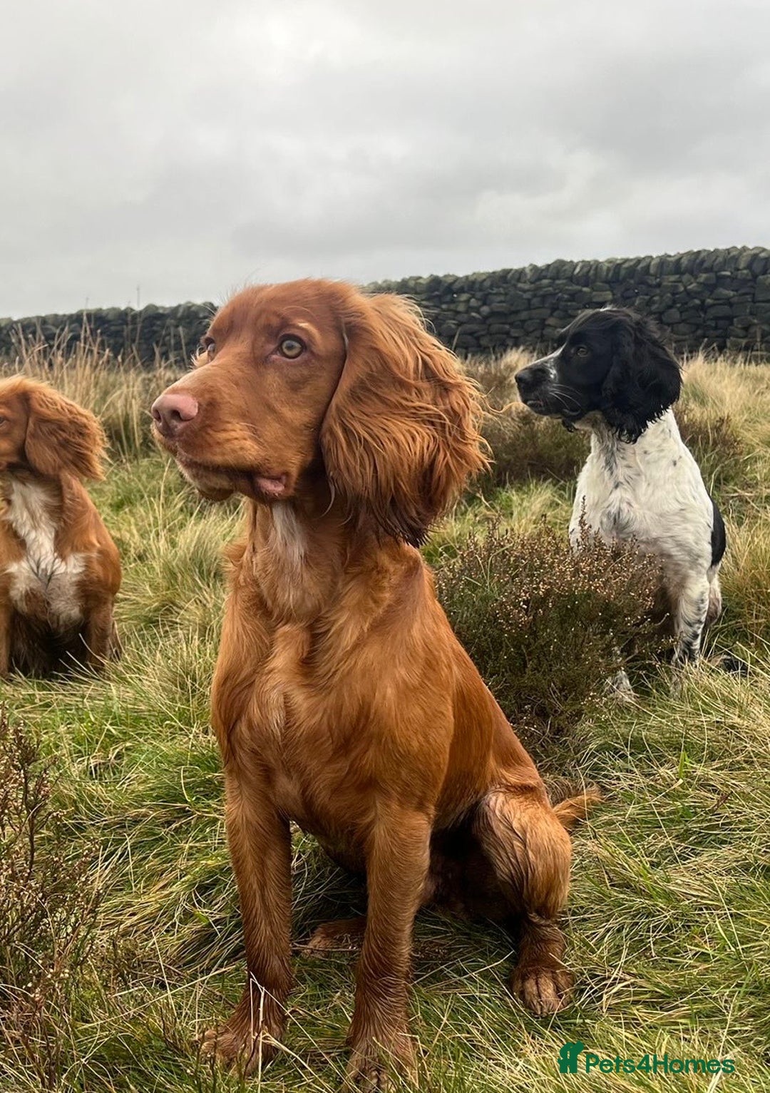 Cocker Spaniel dogs for stud: STUD - Working Cocker Spaniel - Image 3