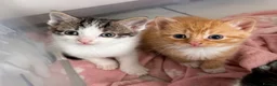 Mixed Breed cats for sale: *Ready to leave* Kittens for sale  - Advert 4