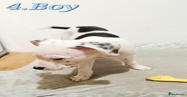 Mixed Breed dogs - Advert 7