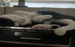 Domestic Shorthair cats for sale: Beans - Image 8