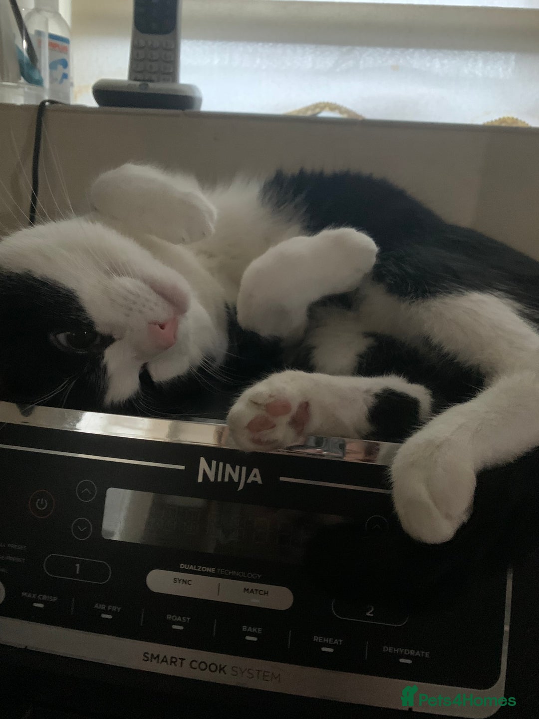 Domestic Shorthair cats for sale: Beans - Image 8