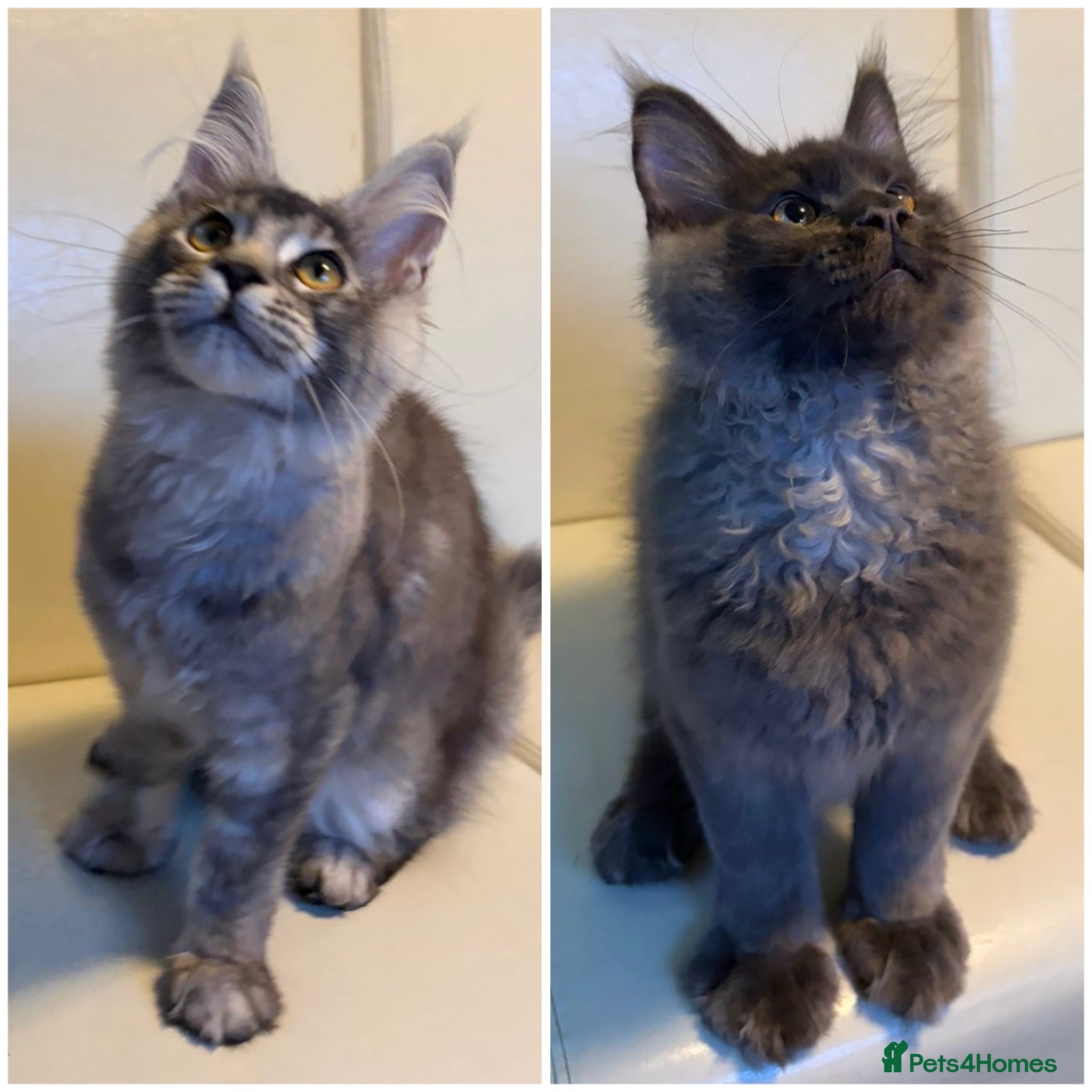 Maine Coon cats Ready Now Quality TICA Maine Coons active possible - Advert 1