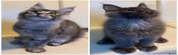 Maine Coon cats for sale: Reduced XL Quality TICA Maine Coon active possible - Advert 5