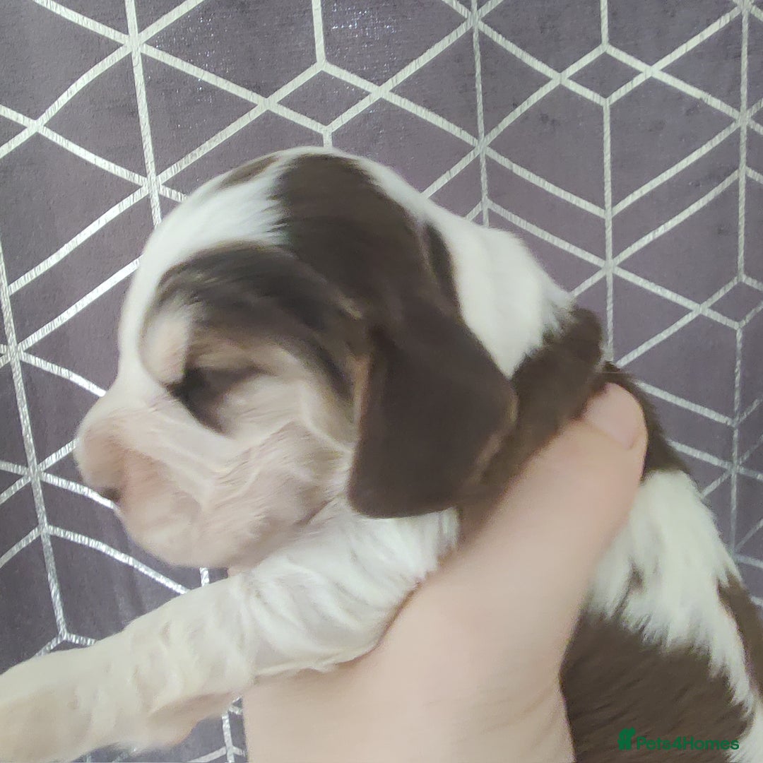 Cocker Spaniel dogs for sale: Show Type Cocker Spaniels Health Tested Parents  - Image 13