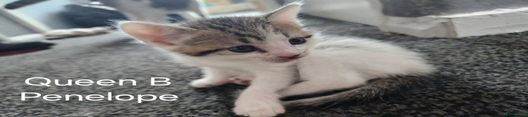 Penelope (Queen B)