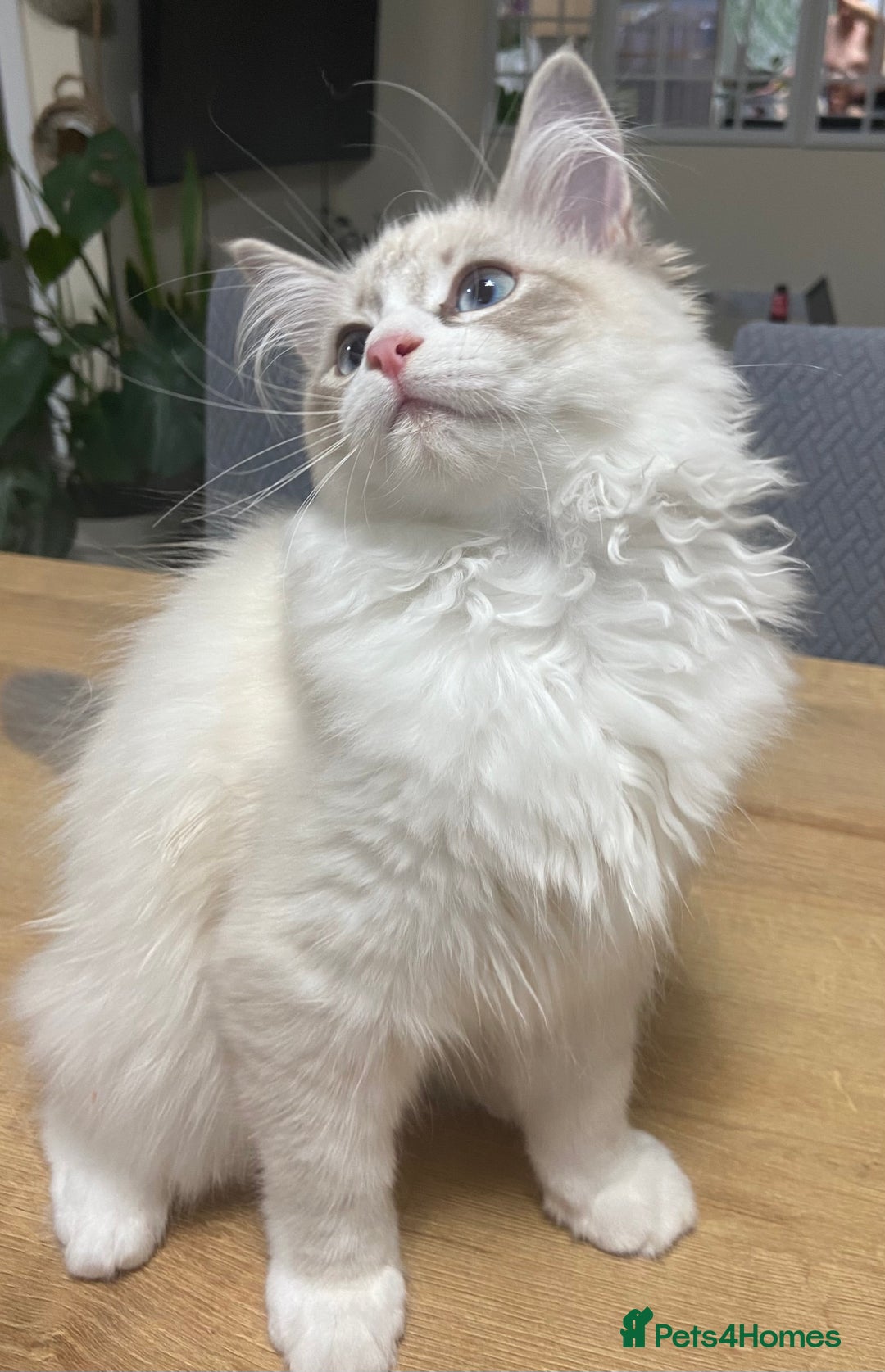 Siberian cats for sale: Siberian Kittens Neva Masquerade White - Image 5