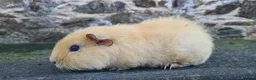 Rat rodents for sale: male guinea pigs (shelties, fuzzy and smooth)  - Advert 20