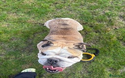 English Bulldog dogs for stud: Proven KC reg English Bulldog for Stud - Image 2