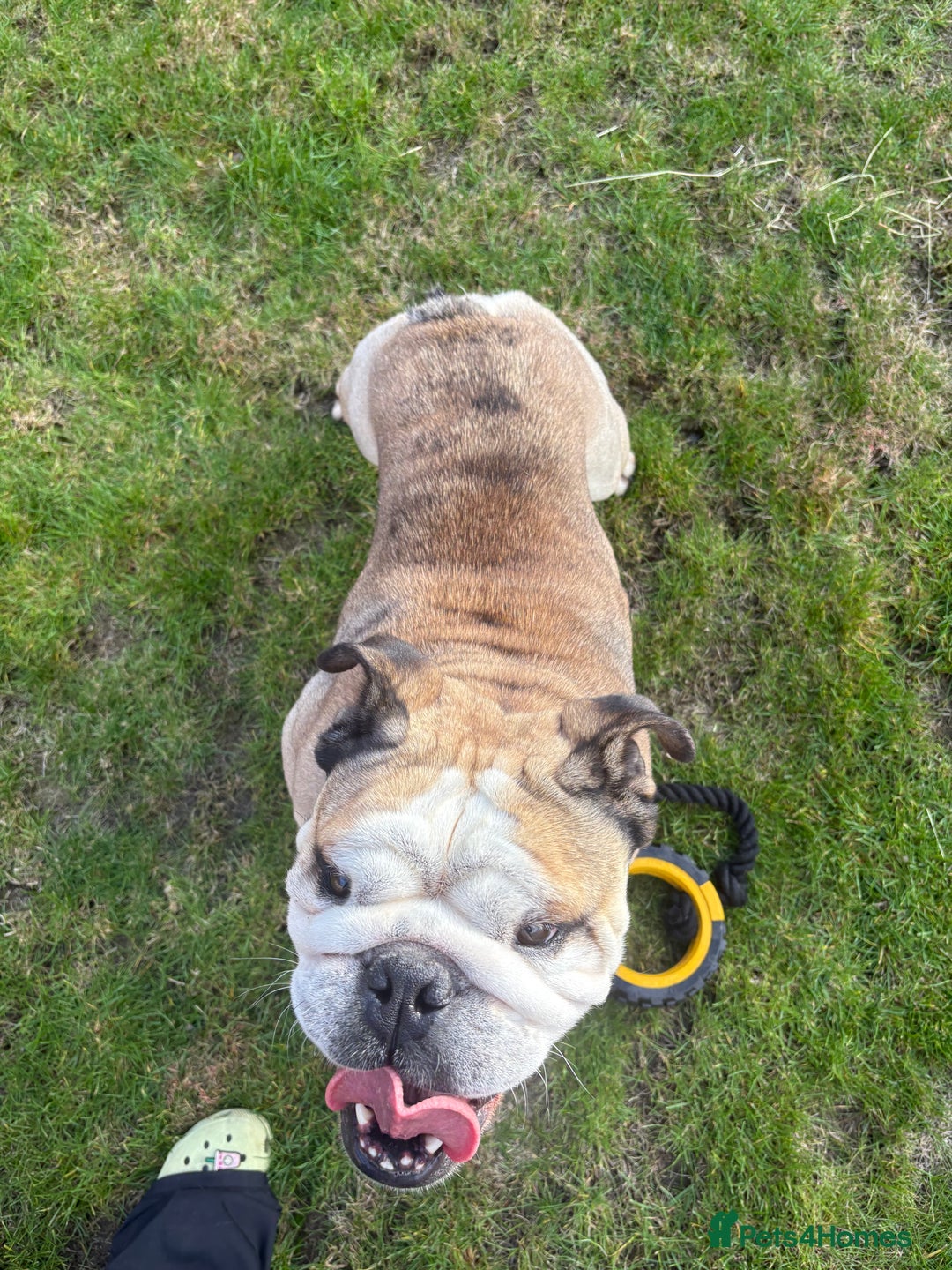 English Bulldog dogs for stud: Proven KC reg English Bulldog for Stud - Image 2