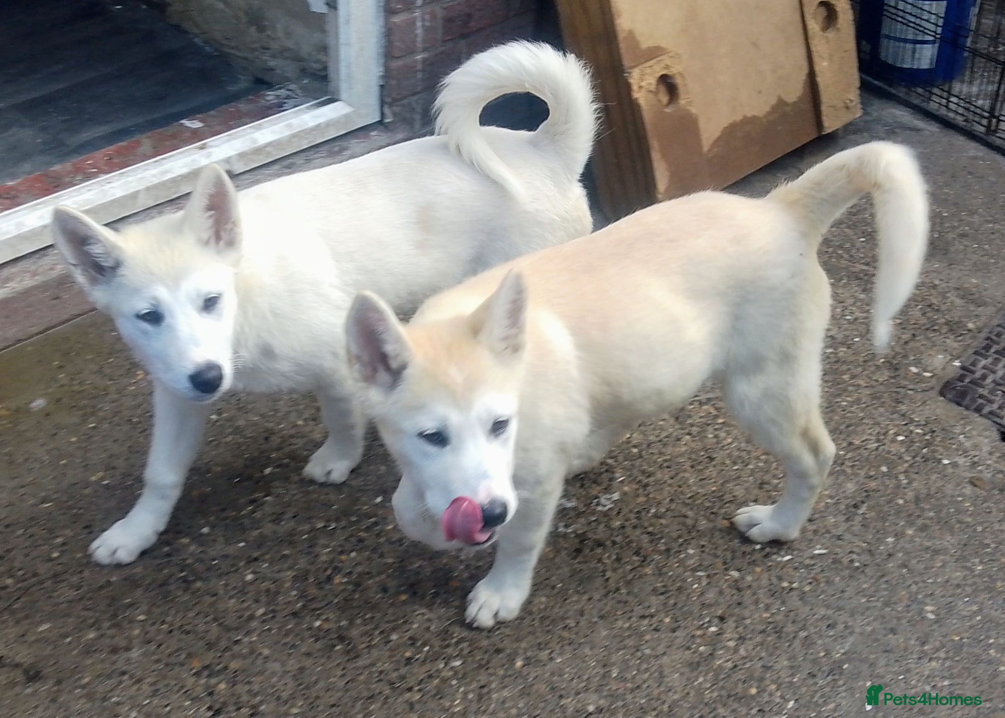 Akita dogs Akita/husky  - Advert 19