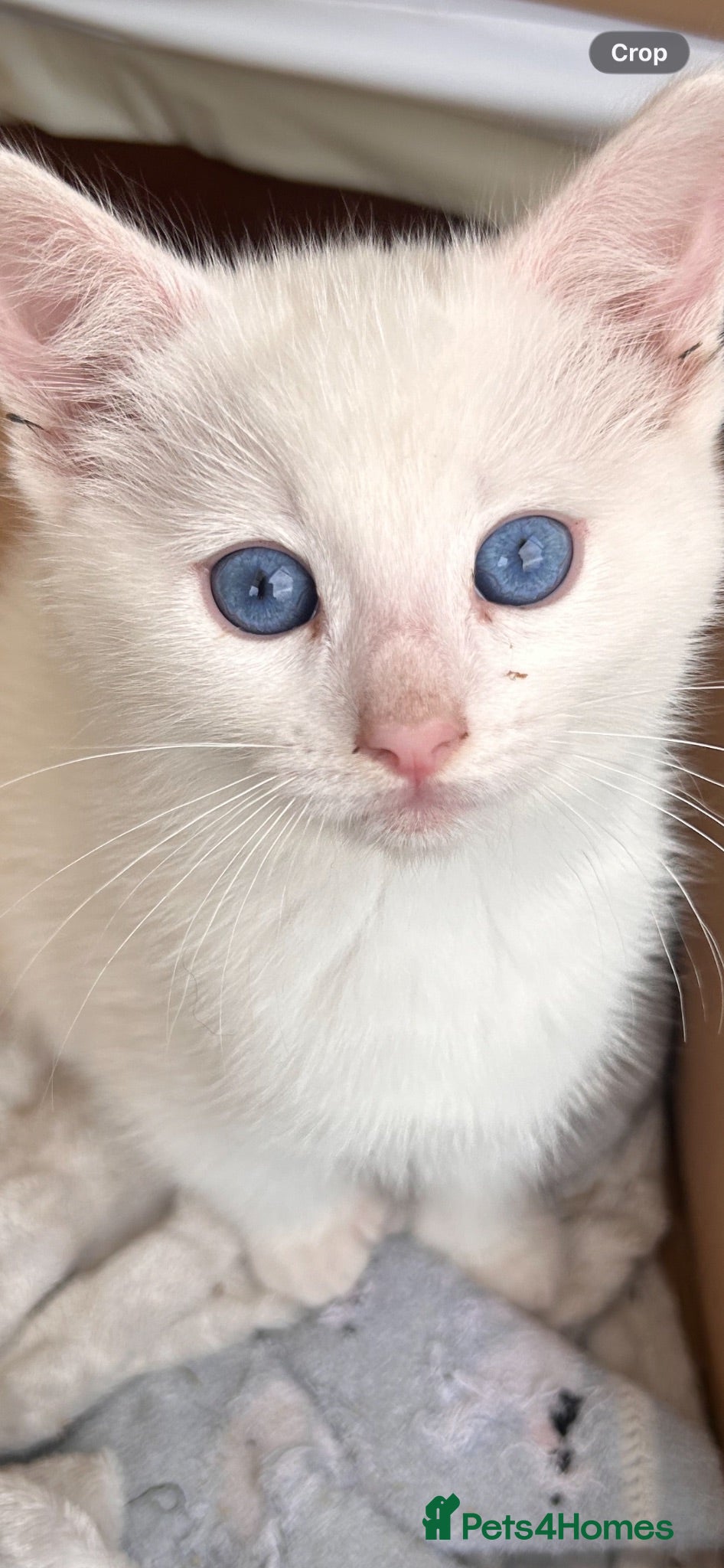 Mixed Breed cats Ragdoll kittens READY NOW! Two left - Advert 1