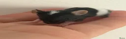 Mouse rodents for sale: Baby mice  - Advert 8