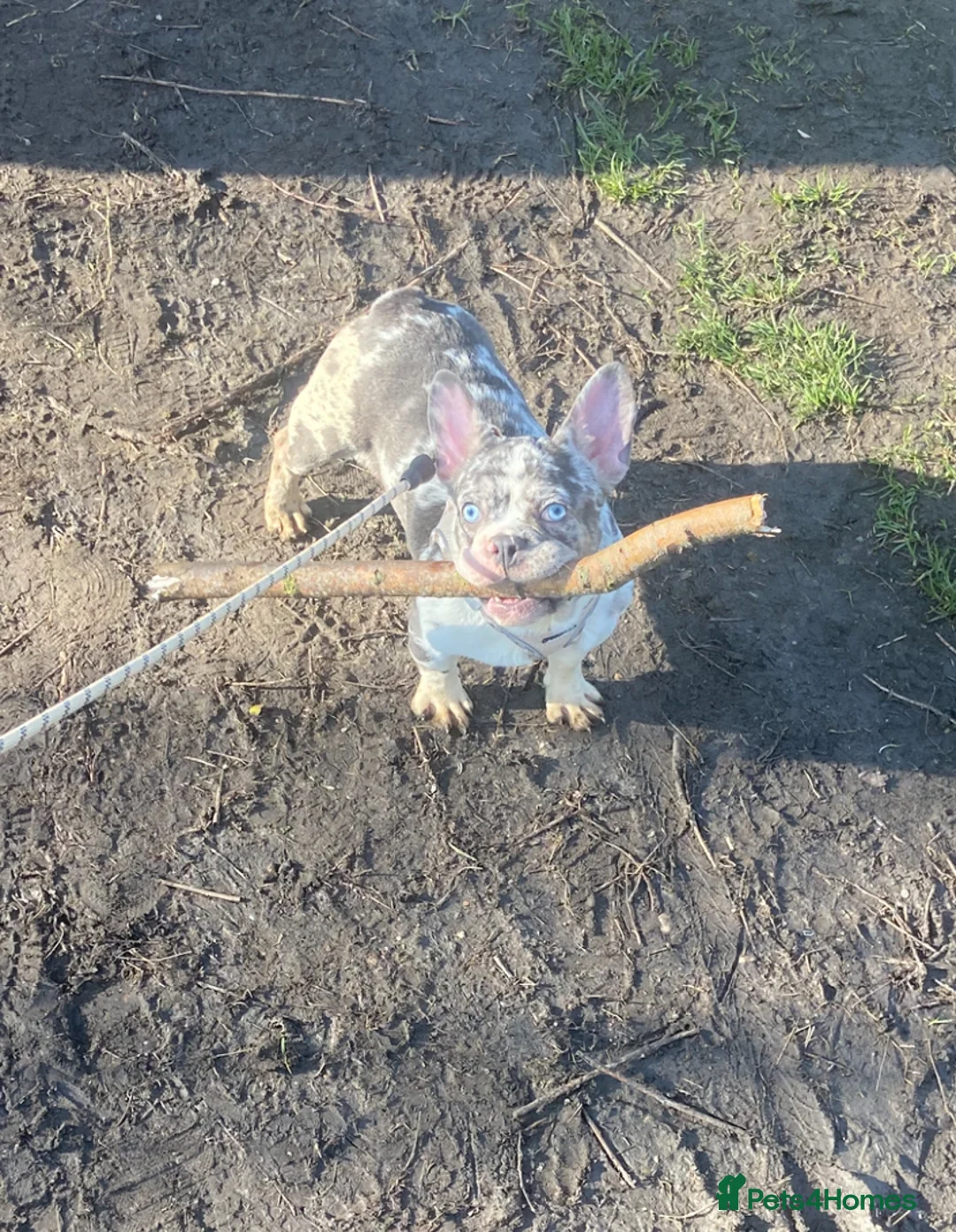 French Bulldog dogs for sale: Hugo - loving Frenchie for 5⭐️Home - Advert 2