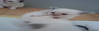 Ragdoll 1