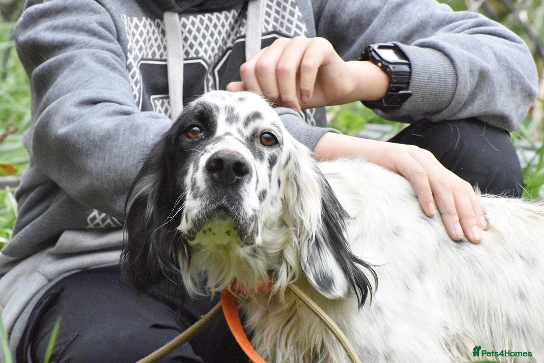 English Setter dogs for adoption: Guay  - Image 6