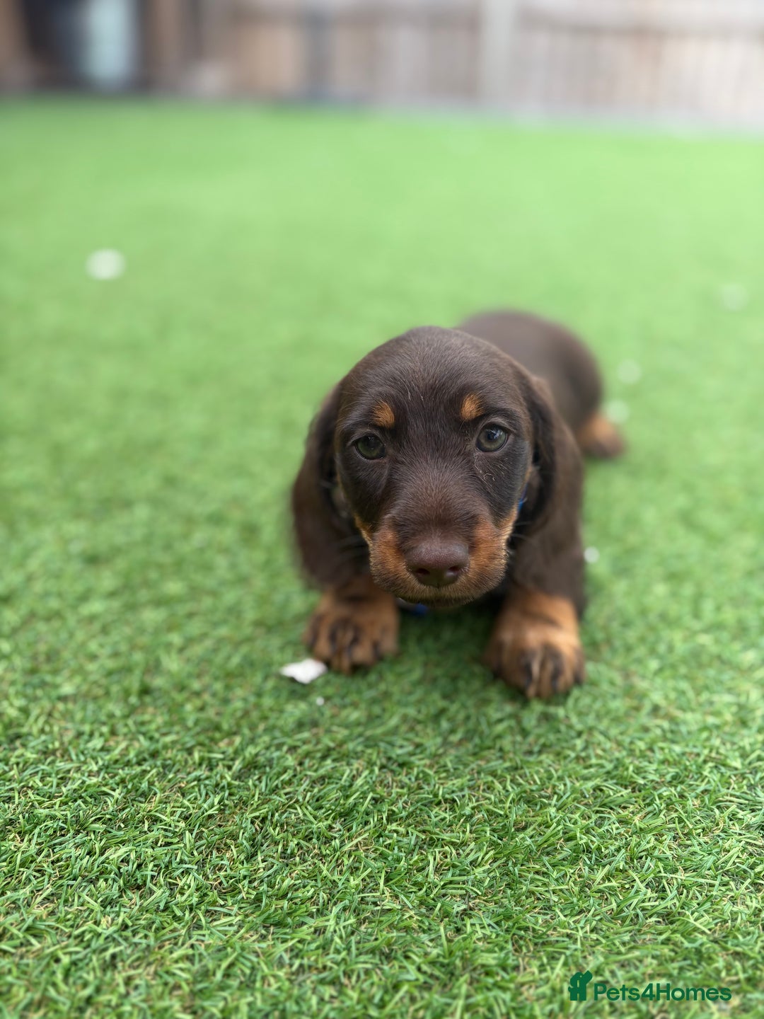 Miniature Dachshund dogs for sale: MINITURE DACHSHUNDS  - Image 9