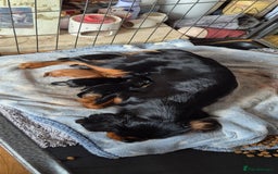 Cavalier King Charles Spaniel dogs for sale: Cute Cavaliers  - Image 9