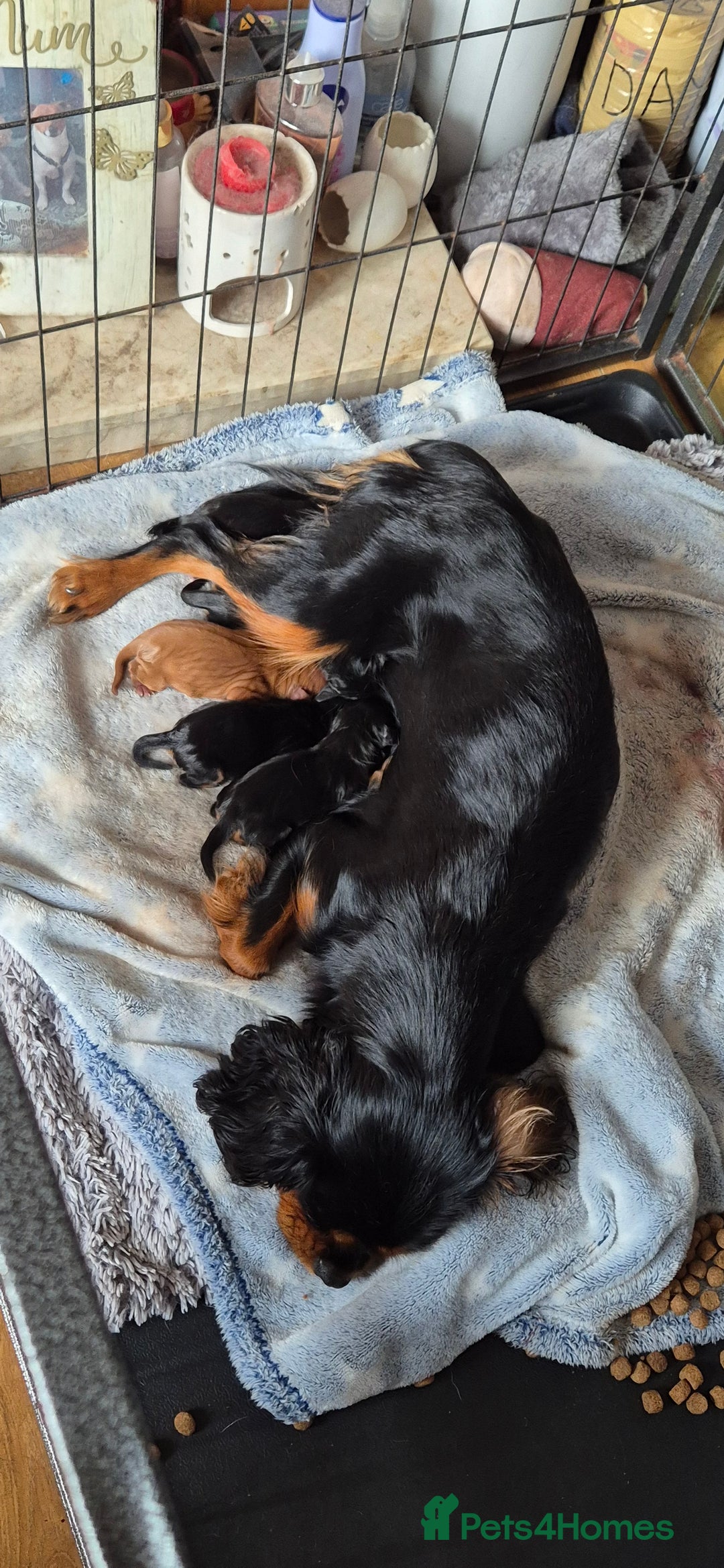 Cavalier King Charles Spaniel dogs for sale: Cute Cavaliers  - Image 9